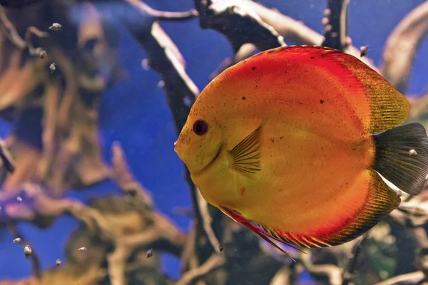 Όμορφο κόσμο υποβρύχιων με τροπικά ψάρια — Φωτογραφία Αρχείου
