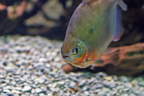 Belo mundo subaquático com peixes tropicais — Fotografia de Stock