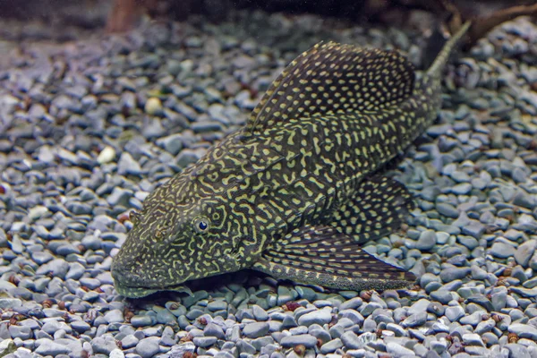 Primer plano de un siluro de cola roja tropical, nadando en un acuario . — Foto de Stock