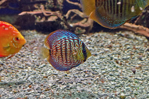 Beautiful underwater world with tropical fish — Stock Photo, Image