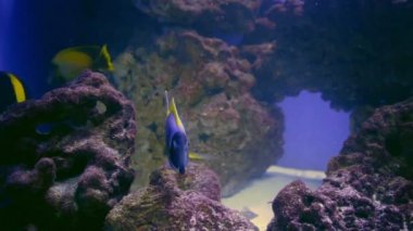 Mavi Tang, Regal Tang Paracanthurus Hepatus