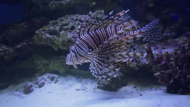 Риб в акваріум — стокове відео