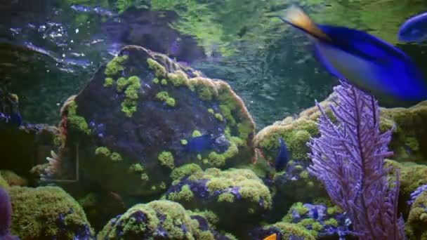 Blue Tang, Regal Tang Paracanthurus xanthurus — Stockvideo