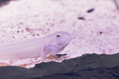 Bir akvaryum içinde yüzme Closeup tropikal redtail yayın balığı.