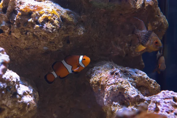 Western clown anemone fish — Stock Photo, Image