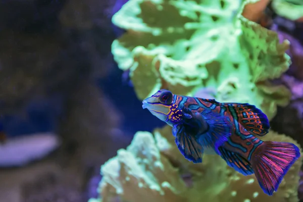 Small tropical fish Mandarinfish — Stock Photo, Image