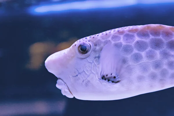 Thornback boxfish - peces solitair nadando cerca —  Fotos de Stock