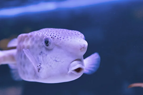 Thornback boxfish - peces solitair nadando cerca —  Fotos de Stock