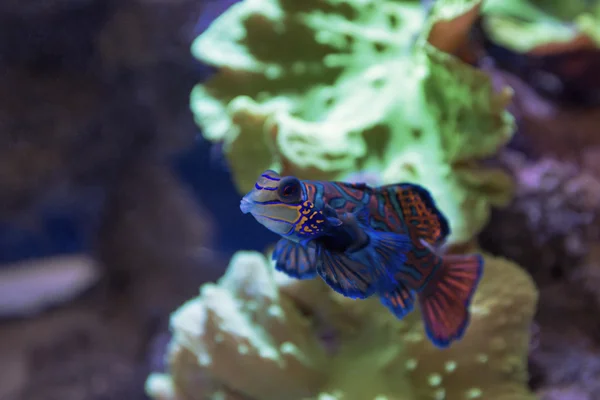 Peces tropicales pequeños Mandarinfish —  Fotos de Stock