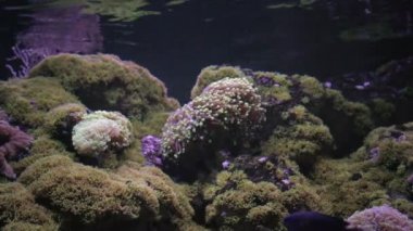 Actinia yosun su altında