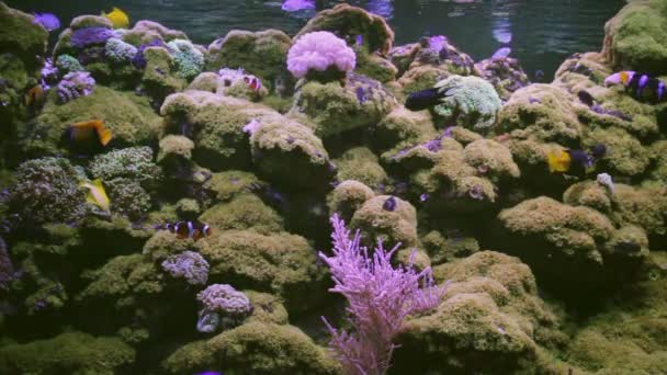 Риб в акваріум — стокове відео