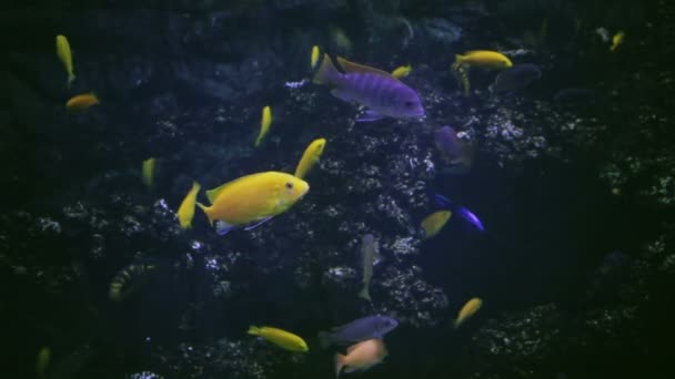 水族館、魚の水槽、サンゴ礁、動物、自然 — ストック動画