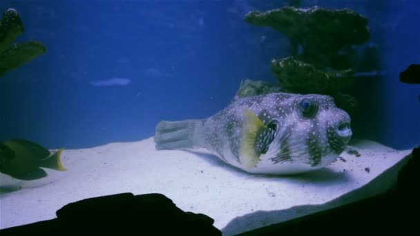 Gestripte puffer Arothron meleagris wild dier. — Stockvideo