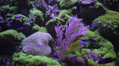 Mavi Tang, Regal Tang Paracanthurus Hepatus