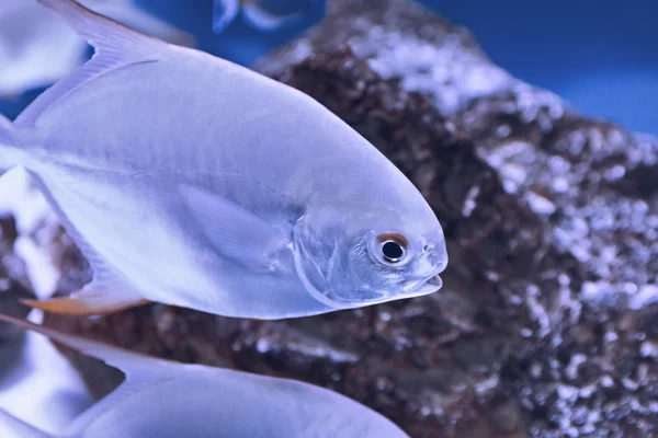 Peixes subaquáticos nadando — Fotografia de Stock