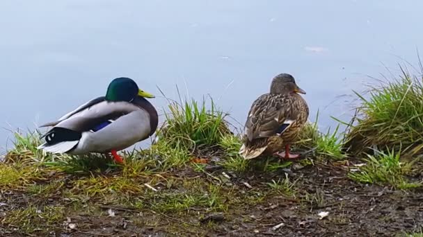 Pair of Mallard Ducks — Stock Video