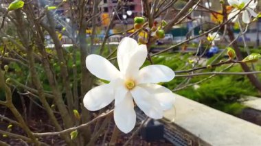 Manolya çiçek beyaz Manolya çiçek çiçekler