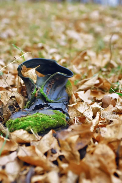 Old shoes covered with green moss, yellow leaves. — Stock Photo, Image