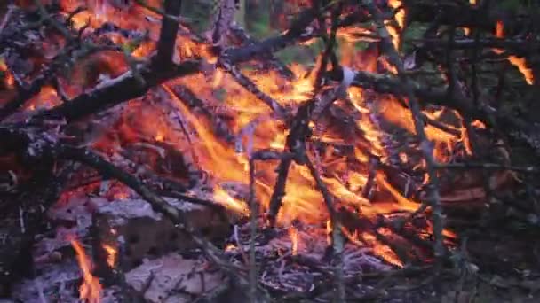 Fuego en la naturaleza — Vídeos de Stock