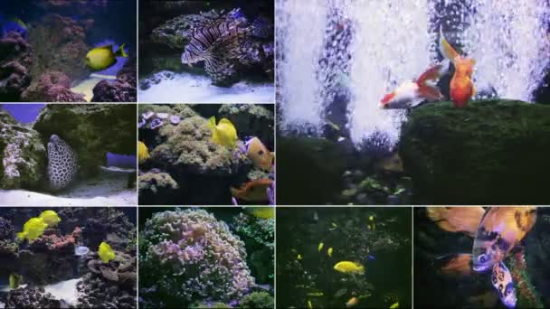 Molti pesci d'acquario — Video Stock