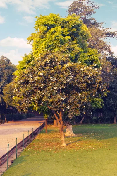 Southern magnolia grandiflora