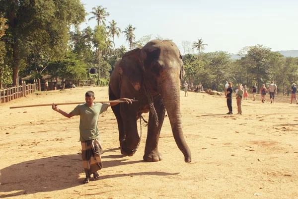 Pinnawala, Sri Lanka, 21 oktober 2011: elefant med mannen i barnkammaren. — Stockfoto