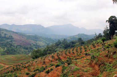 Yeşil çay Sri Lanka ile manzara