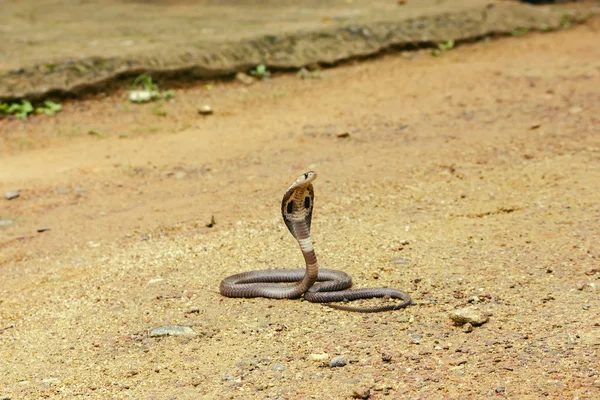 King Cobra Ophiophagus hannah — Stock Photo, Image