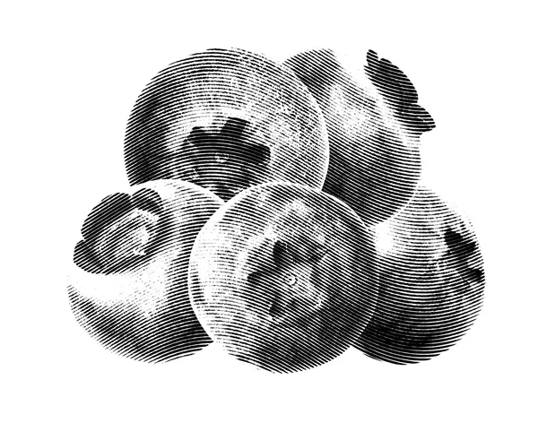 Blueberries desenhado esboço sem folhas verdes no fundo branco — Fotografia de Stock