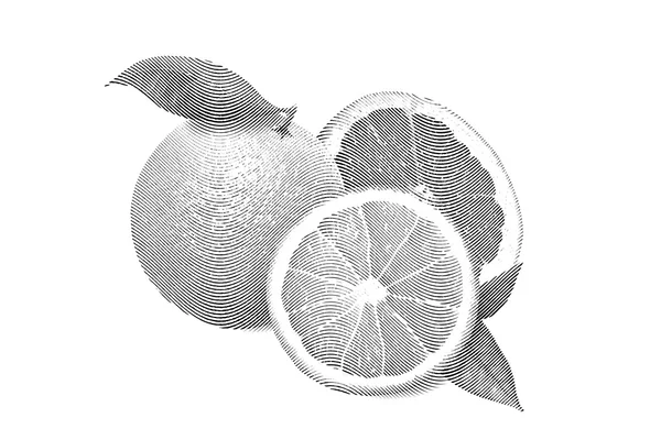 Bosquejo pintura naranja y pomelo sobre fondo blanco — Archivo Imágenes Vectoriales