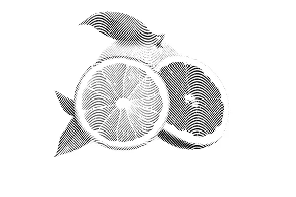 Vázlat festés narancs és grapefruit festés fehér háttér — Stock Vector