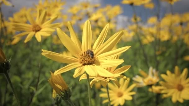 Topinambour fleur jaune poussant dans les champs — Video