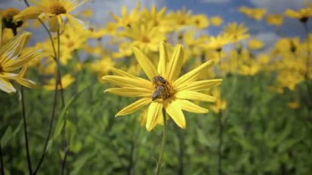 Jerusalem artichoke yellow flower growing in the field — Stock Video