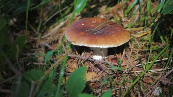 Gros plan Champignon poussant dans la forêt — Video