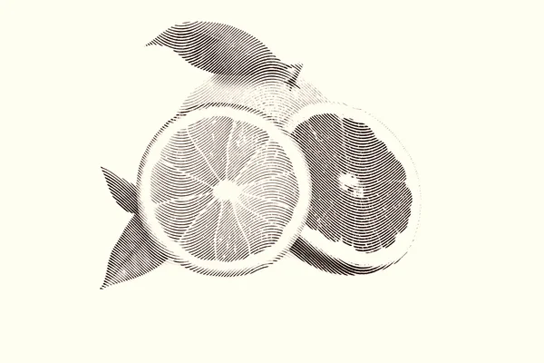 Vázlat festés narancs és grapefruit fehér háttér — Stock Fotó