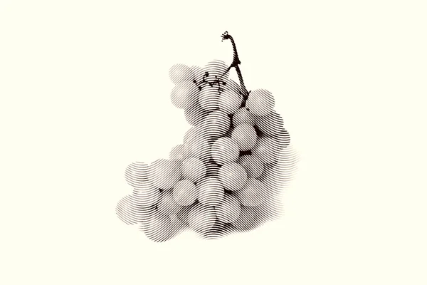 Sketch painting of grapes — Stock Photo, Image