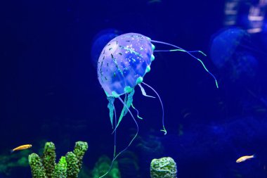 Jellyfish with the fishes clipart