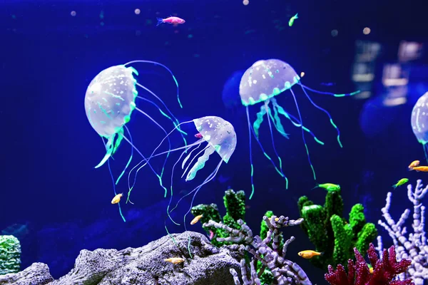 Medúza s rybami — Stock fotografie