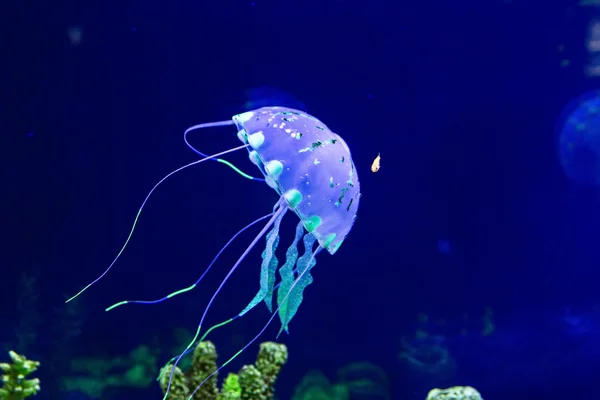 Jellyfish with the fishes — Stock Photo, Image