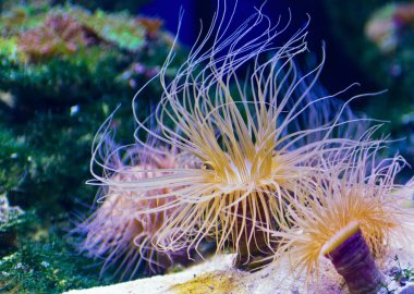 Actinia yosun su altında