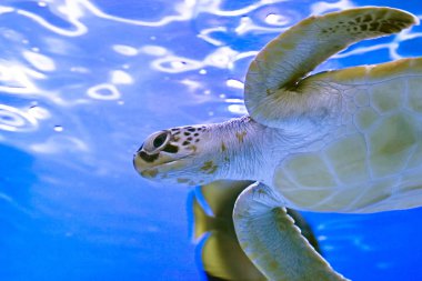 Bir akvaryum içinde turtle.