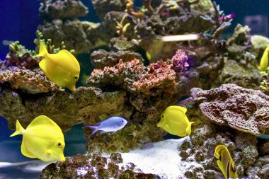 Güzel sualtı dünya ile tropikal balık