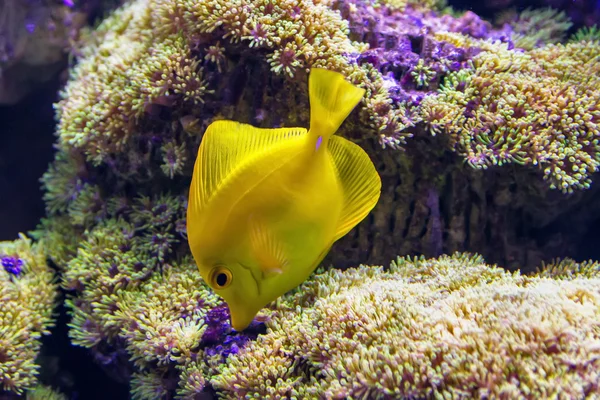 Beau monde sous-marin avec des poissons tropicaux — Photo