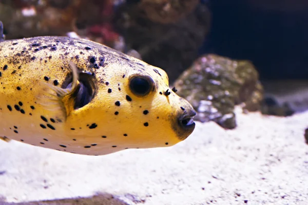 Hermoso mundo submarino con peces tropicales —  Fotos de Stock