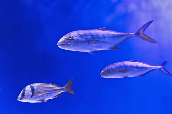 Hermoso mundo submarino con peces tropicales —  Fotos de Stock