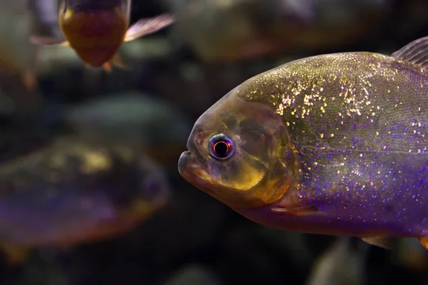 Peces en el acuario —  Fotos de Stock