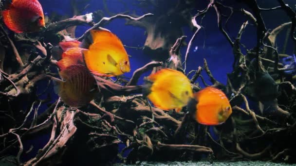 Красивый подводный мир с тропическими рыбами — стоковое видео