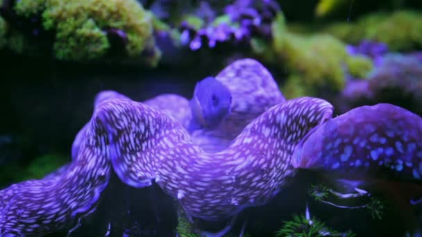 Vacker undervattensvärld med tropiska fiskar — Stockvideo