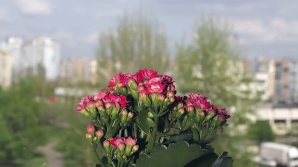 Abertura flor kalanchoe vermelho — Vídeo de Stock
