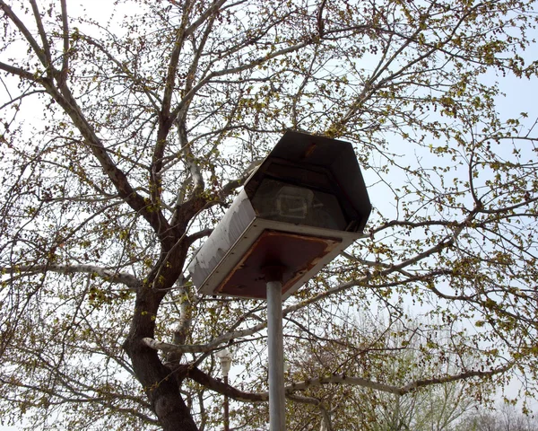 老 ctv 安全摄像头在树面前 — 图库照片